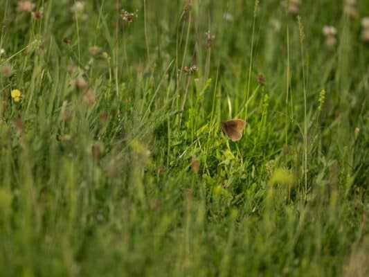 Tiere 0206002